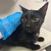 Thumbnail photo of Angelfish  #2