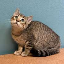 Thumbnail photo of Potter #2