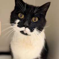 Thumbnail photo of Mustang #4