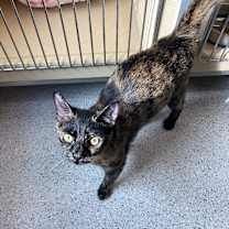 Thumbnail photo of Scarlet #1