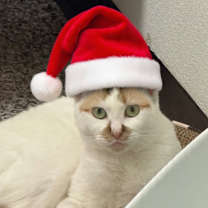 Thumbnail photo of Nilla #1