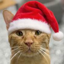 Thumbnail photo of Timbers #1