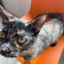 Thumbnail photo of Scarlet #4