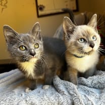 Thumbnail photo of Green Bean & Turkey (Bonded Pair) #1