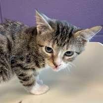 Thumbnail photo of Crunch Wrap Supreme #1