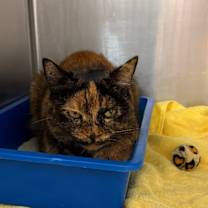 Thumbnail photo of Tinsel #2