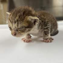 Thumbnail photo of Crunch Wrap Supreme #2