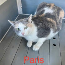 Thumbnail photo of Paris #1