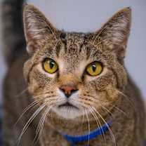 Thumbnail photo of Sigmund Freud #4