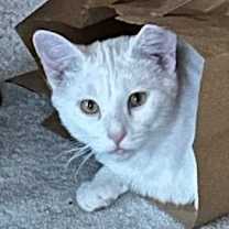 Thumbnail photo of Schrodinger #1