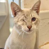 Thumbnail photo of Chancellor Sprinklepuff #1