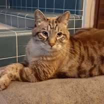 Thumbnail photo of Rudolph #1