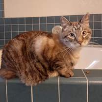 Thumbnail photo of Rudolph #2