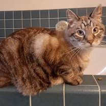 Thumbnail photo of Rudolph #3