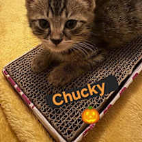 Thumbnail photo of Chucky #2