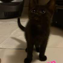 Thumbnail photo of Sugar Pop #2