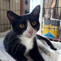 Thumbnail photo of Herc #1