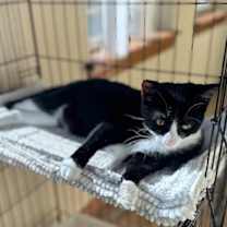 Thumbnail photo of Herc #2