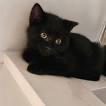 Thumbnail photo of Marble #1