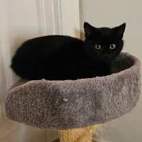 Thumbnail photo of Marble #2