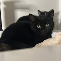 Thumbnail photo of Marble #3