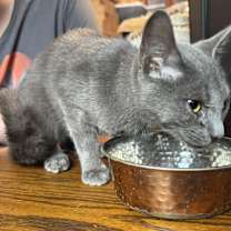 Thumbnail photo of Laverne #3