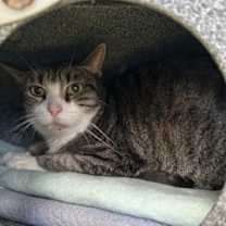 Thumbnail photo of Bujulito (leeto) #3