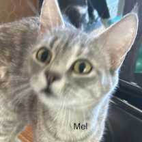 Thumbnail photo of Mel (Honey) #1