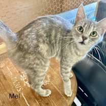 Thumbnail photo of Mel (Honey) #3