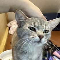 Thumbnail photo of Mel (Honey) #4