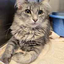 Thumbnail photo of Ember #1