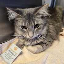 Thumbnail photo of Ember #2