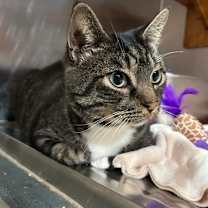 Thumbnail photo of Hoot  #1