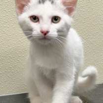 Thumbnail photo of Pepper #1