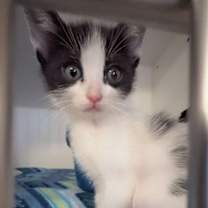 Thumbnail photo of Elf_Str-121325 #1