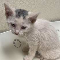 Thumbnail photo of Pepper #2