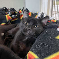 Thumbnail photo of Bright #1