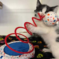 Thumbnail photo of Elf_Str-121325 #2