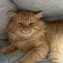 Thumbnail photo of Chester #1