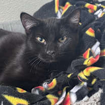 Thumbnail photo of Bright #2