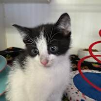 Thumbnail photo of Elf_Str-121325 #3