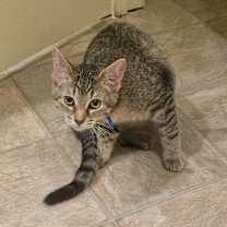 Thumbnail photo of Howie #1