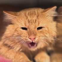 Thumbnail photo of Chester #2