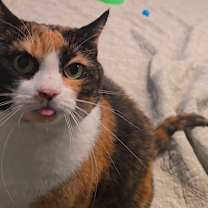 Thumbnail photo of Chicken #3