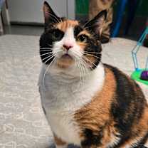 Thumbnail photo of Chicken #4