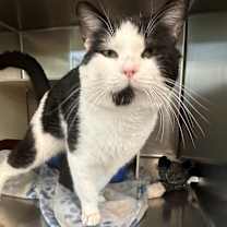 Thumbnail photo of Lawrence #4