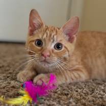 Thumbnail photo of Benji #2