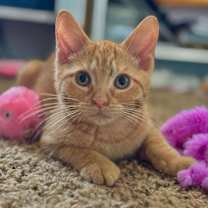 Thumbnail photo of Benji #4