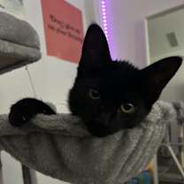 Thumbnail photo of Kitten #1