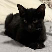 Thumbnail photo of Kitten #2